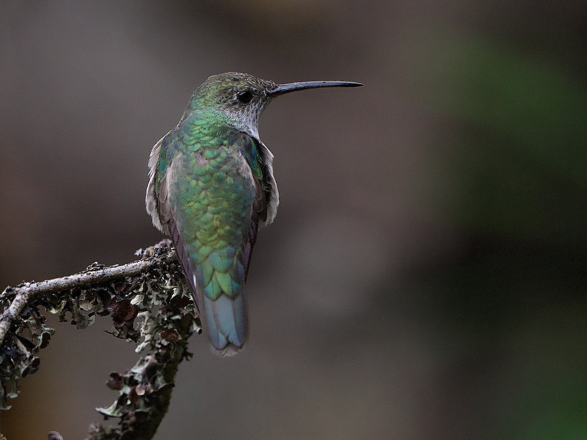 Green-and-white Hummingbird - ML637690665