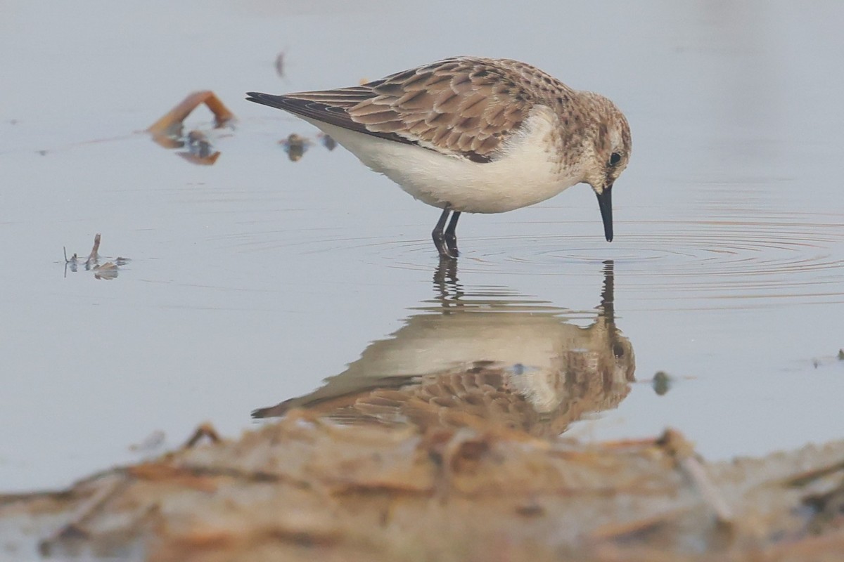 Little Stint - ML637690685