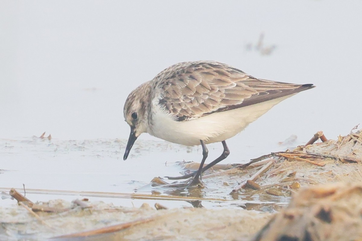 Little Stint - ML637690686