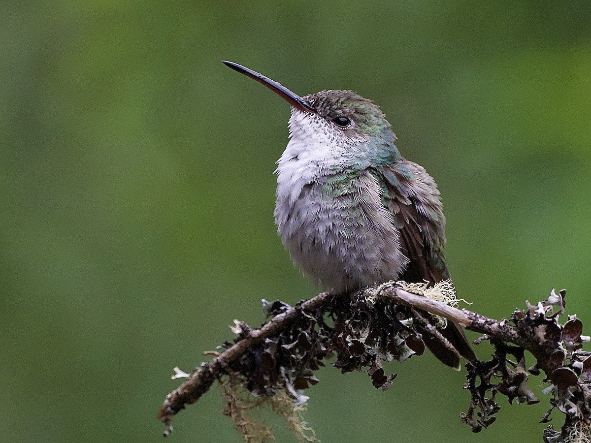 Green-and-white Hummingbird - ML637690695