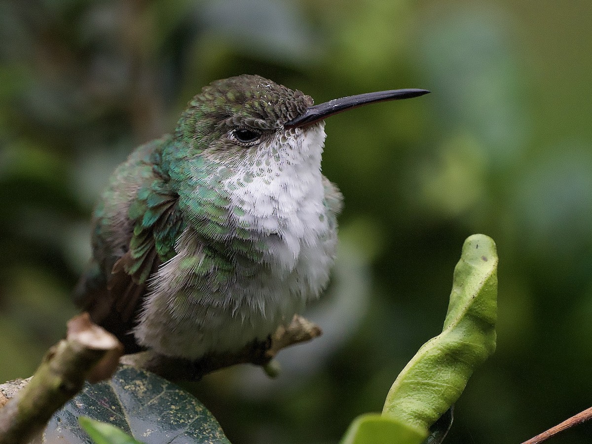 Green-and-white Hummingbird - ML637690696