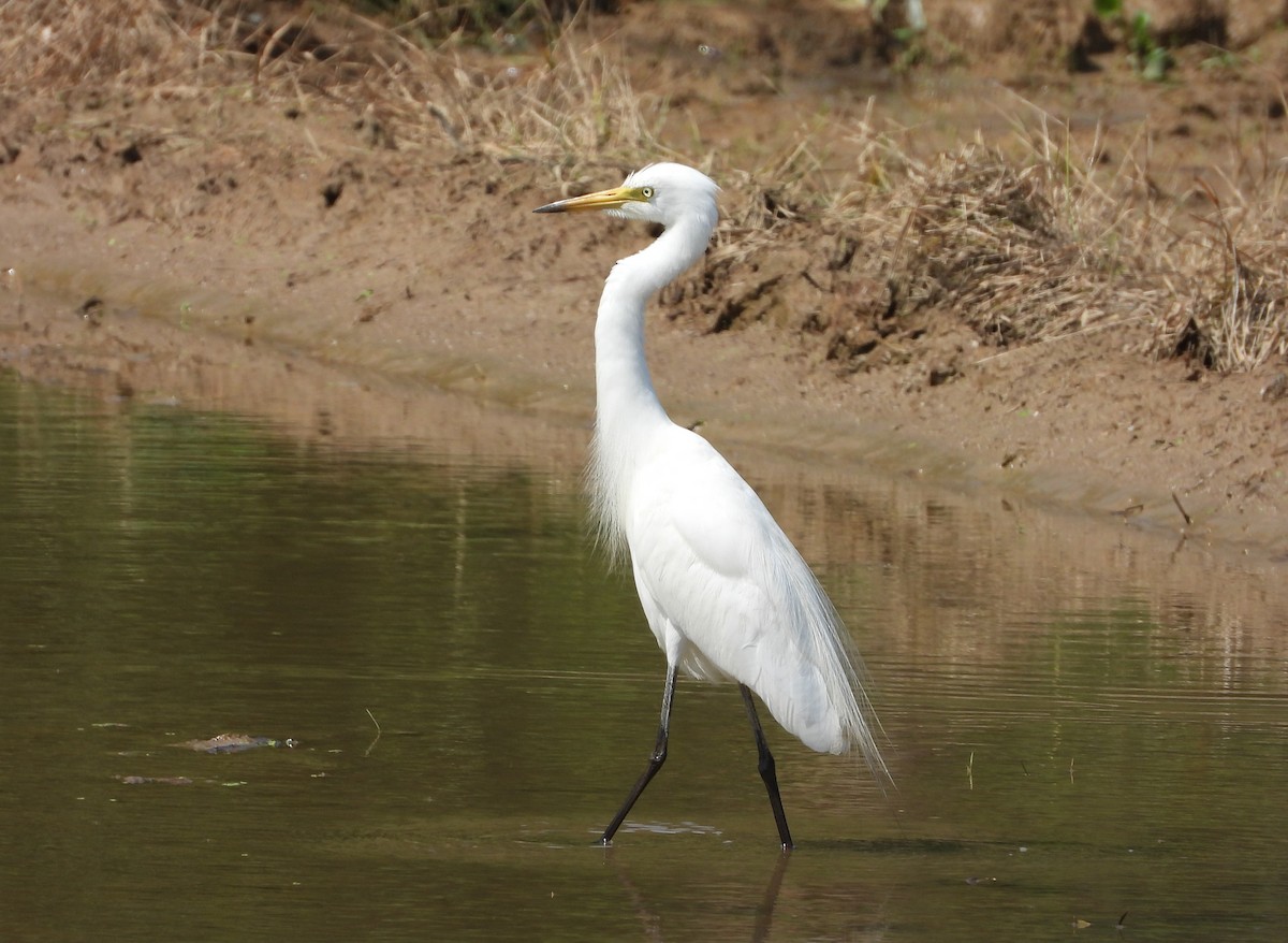 Medium Egret - ML637690704