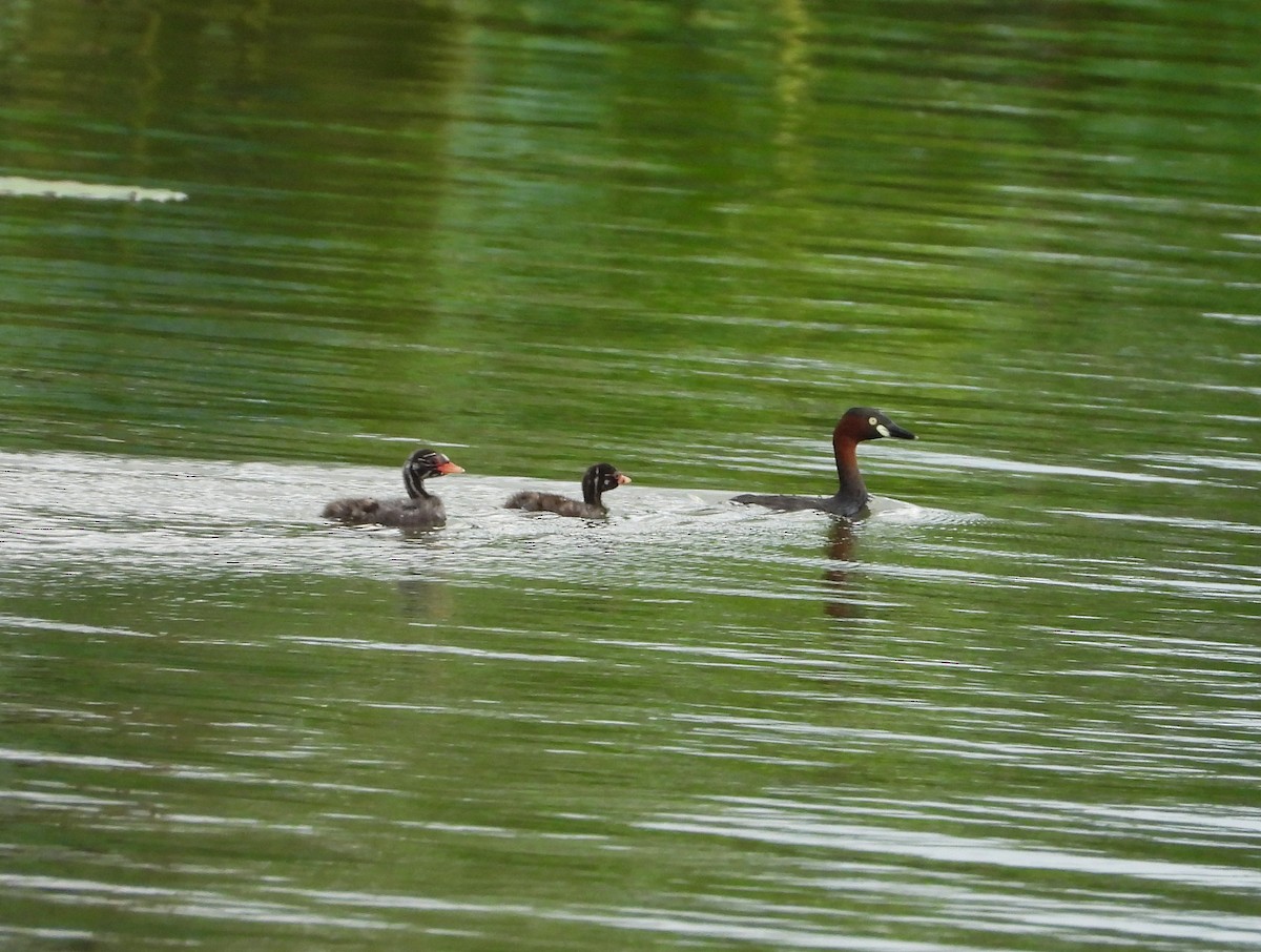 Little Grebe - ML637690719