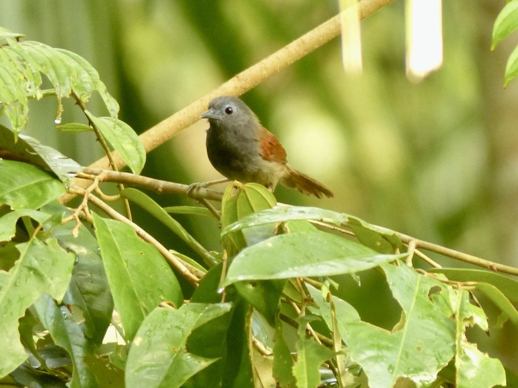Gray-hooded Babbler - ML637690736