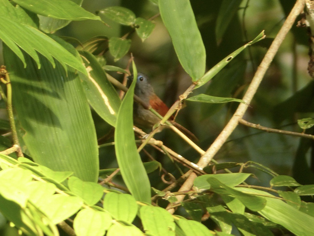 Gray-hooded Babbler - ML637690737