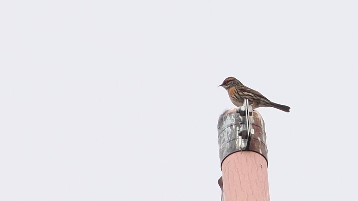 Rufous-breasted Accentor - ML637690739