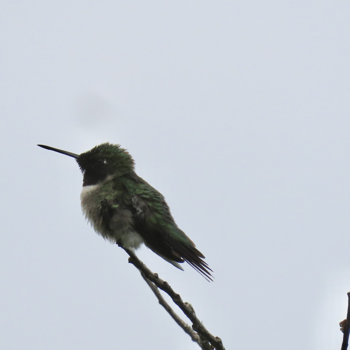 Colibri à gorge rubis - ML637690756