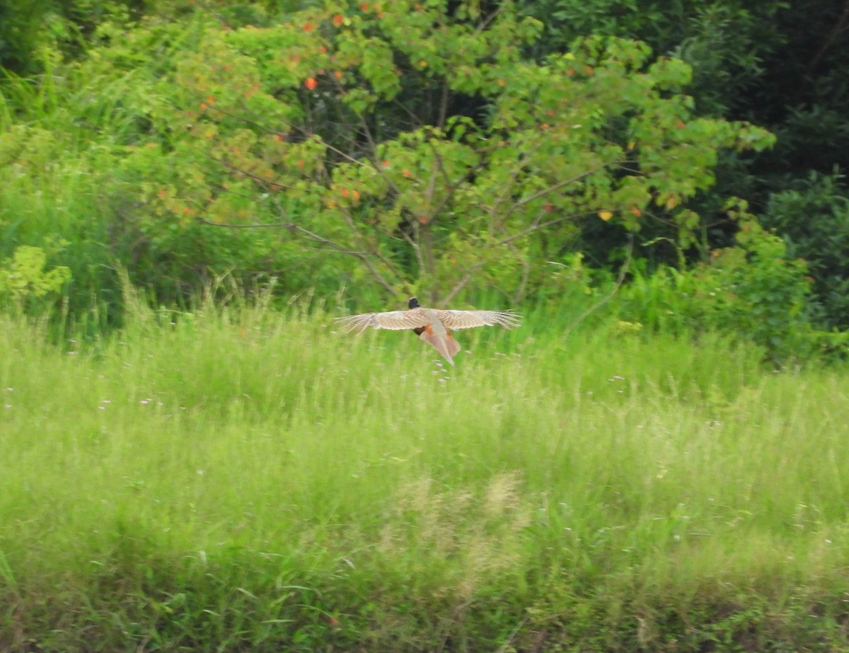 Ring-necked Pheasant - ML637690779