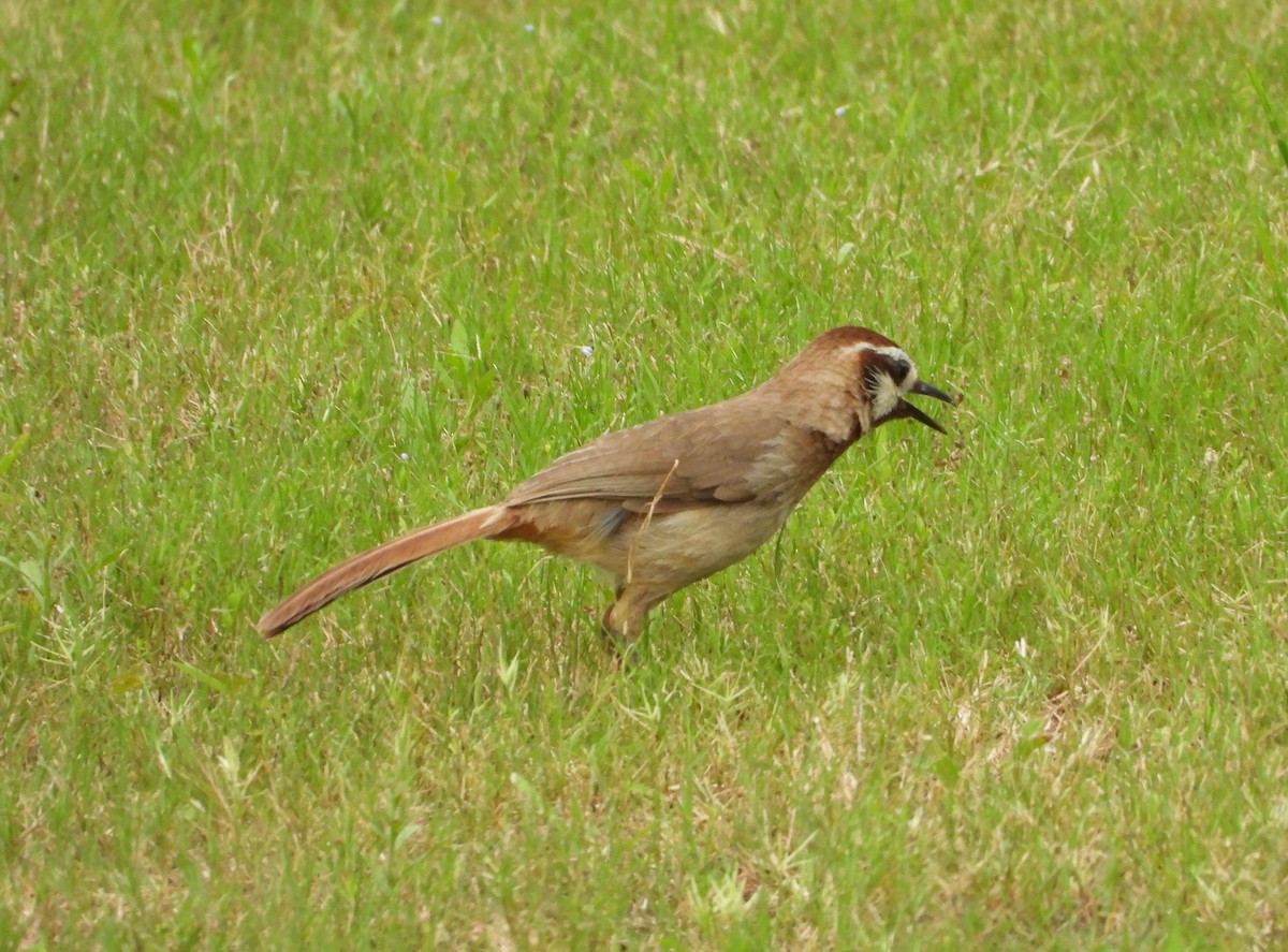 White-browed Laughingthrush - ML637690784