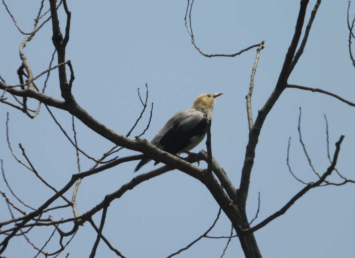 Red-billed Starling - ML637690787