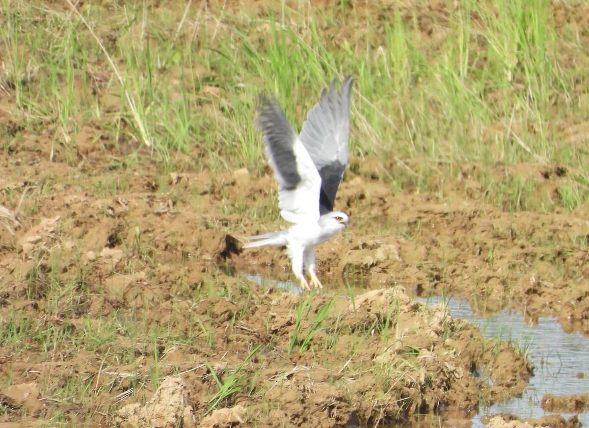 Black-winged Kite - ML637690789