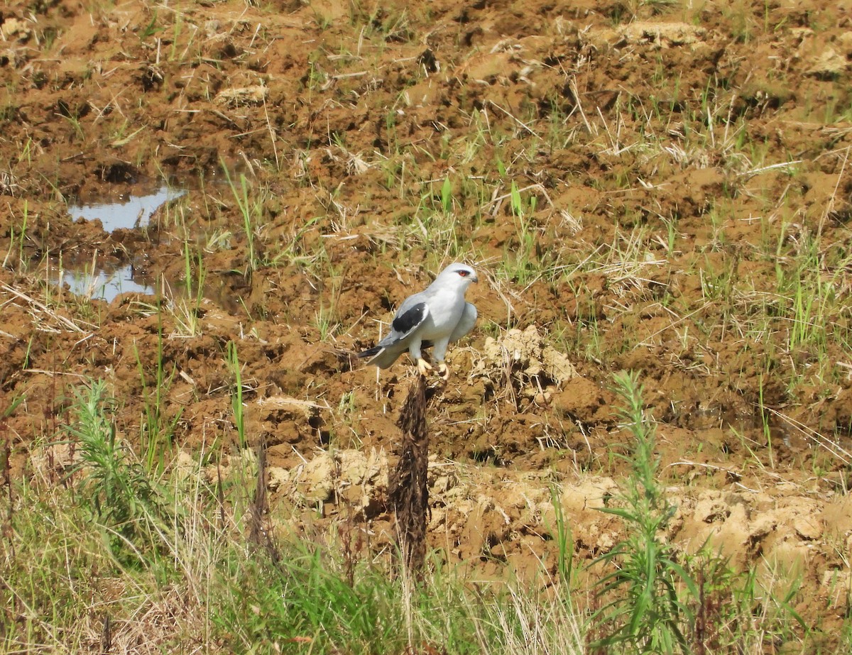 Black-winged Kite - ML637690790