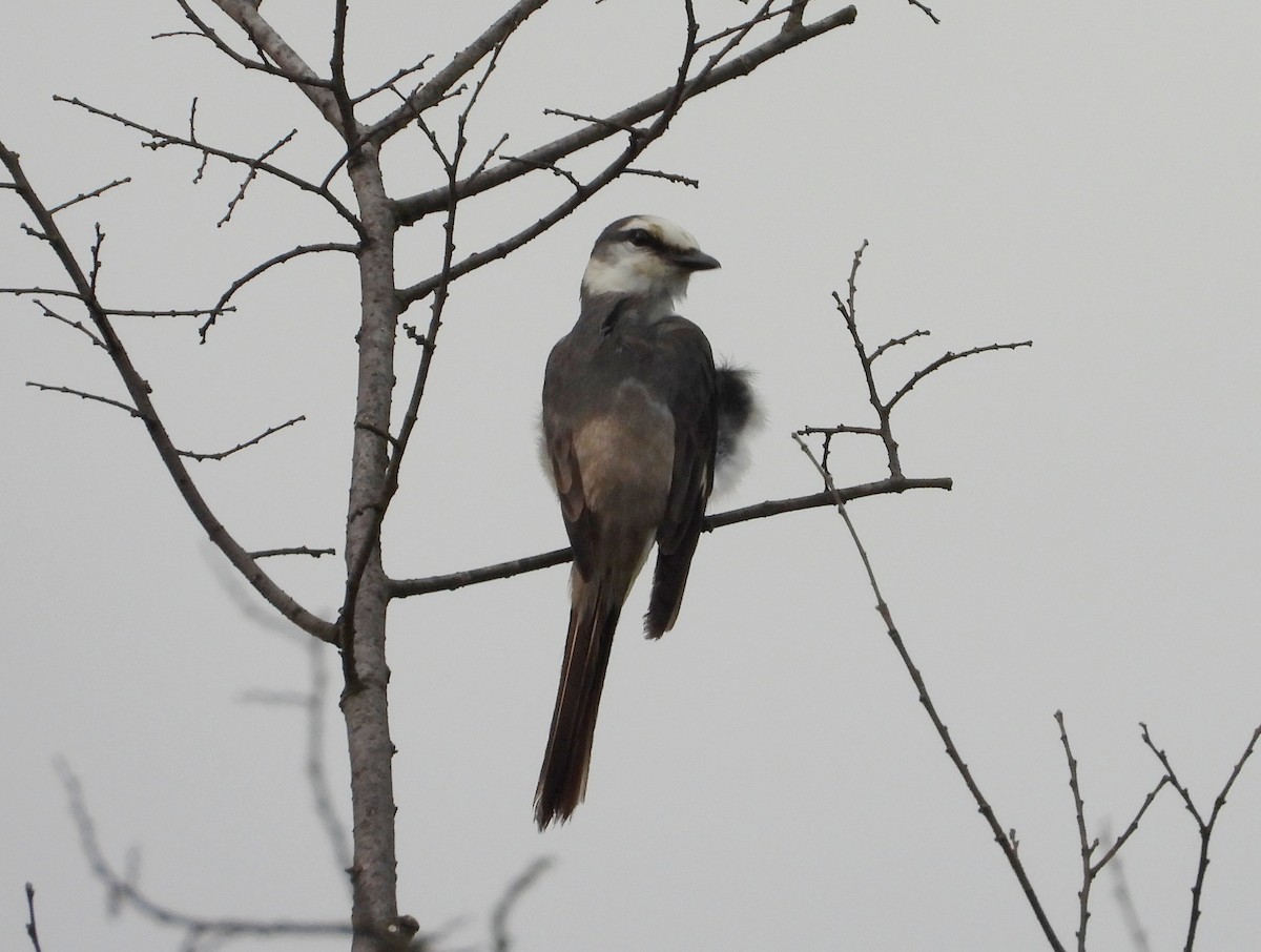Brown-rumped Minivet - ML637690816