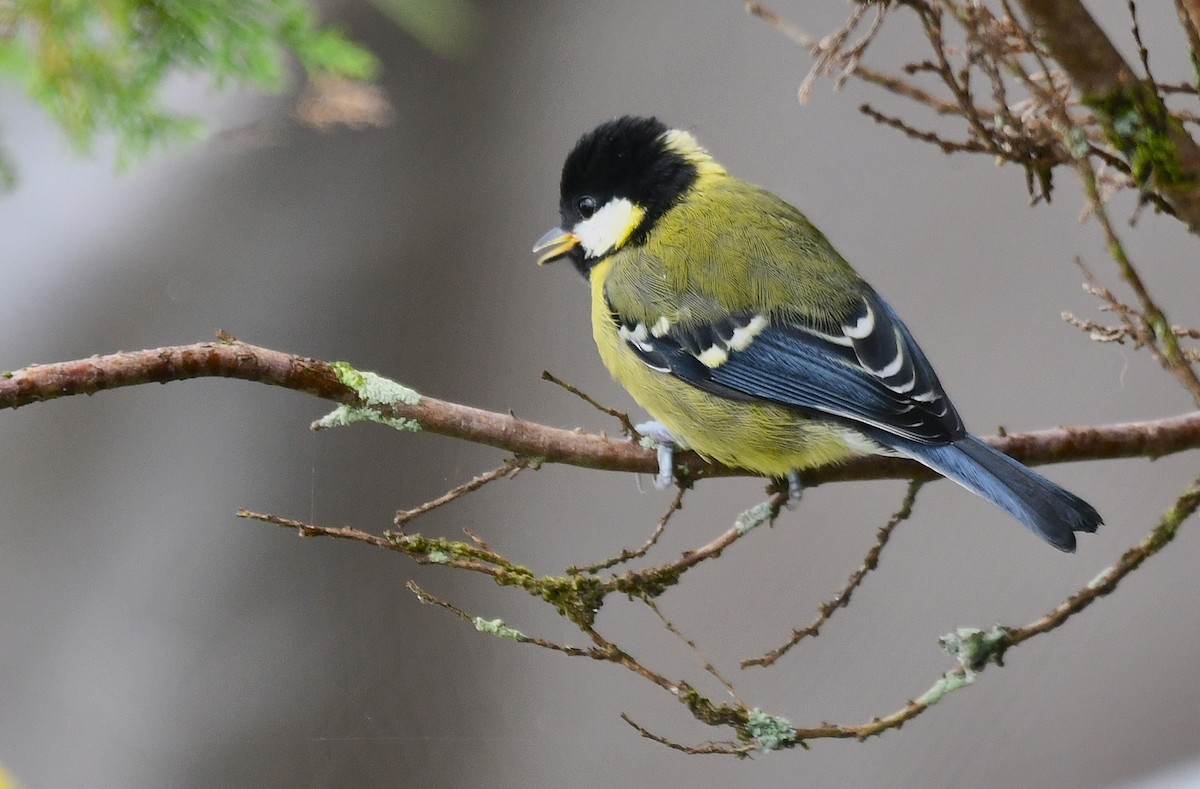 Bergkohlmeise - ML637690825