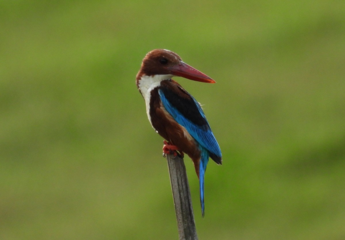 White-throated Kingfisher - ML637690826