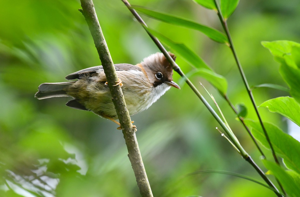 Whiskered Yuhina - ML637690828