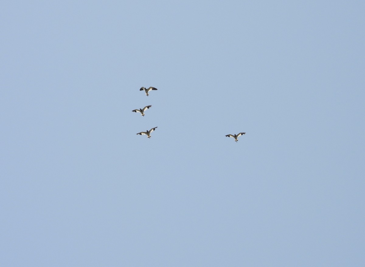Gray-headed Lapwing - ML637690850
