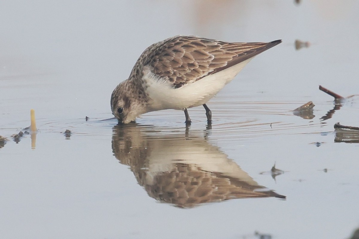 Little Stint - ML637690875