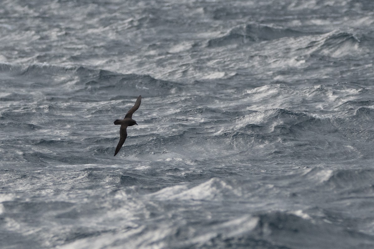 Great-winged Petrel - ML637690894