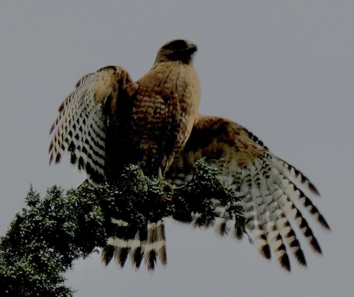 Red-shouldered Hawk - ML637690916