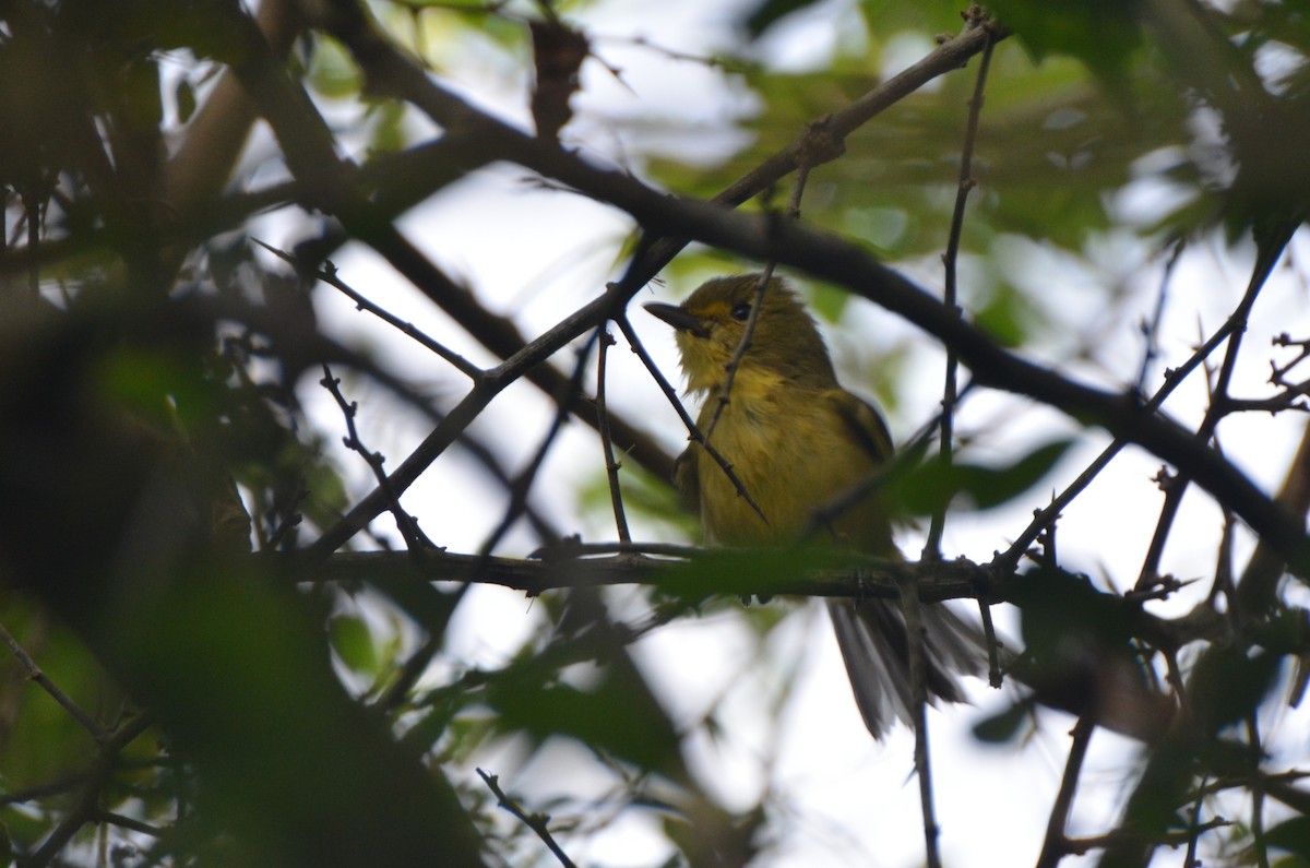 Mangrove Vireo - ML637690917