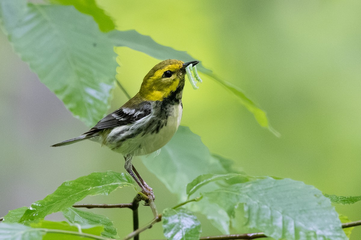 Black-throated Green Warbler - Baxter Beamer