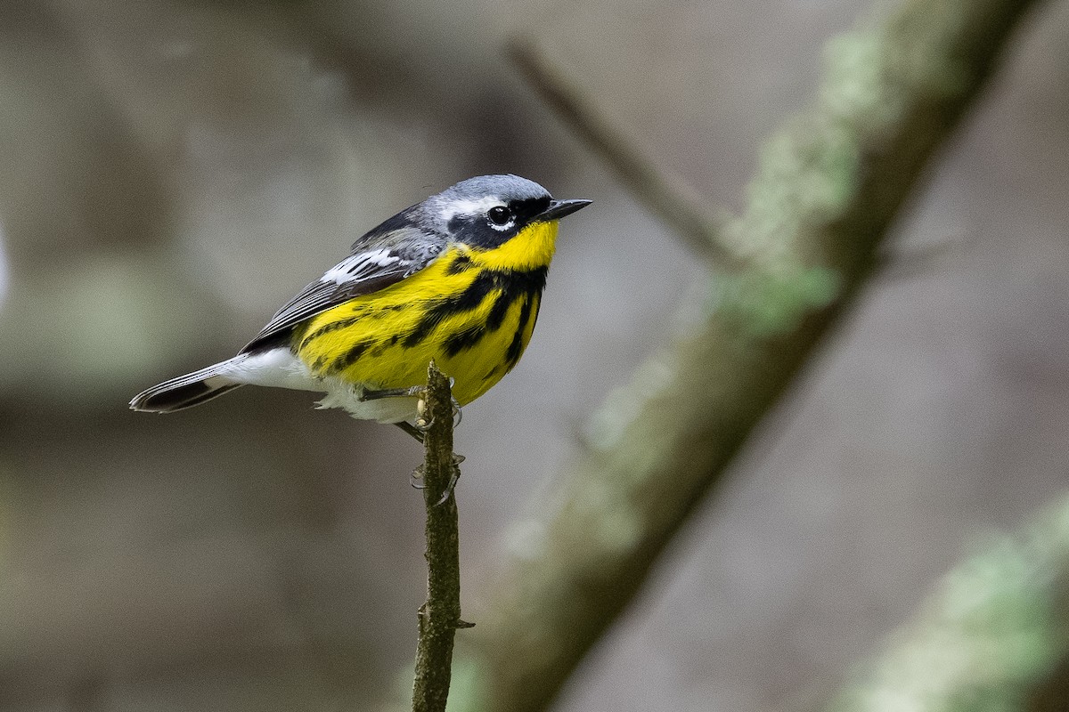 Magnolia Warbler - Baxter Beamer