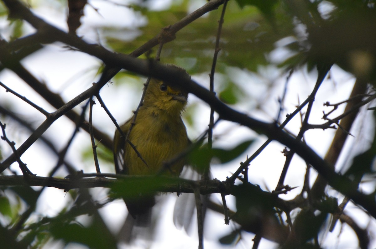 Mangrove Vireo - ML637690953