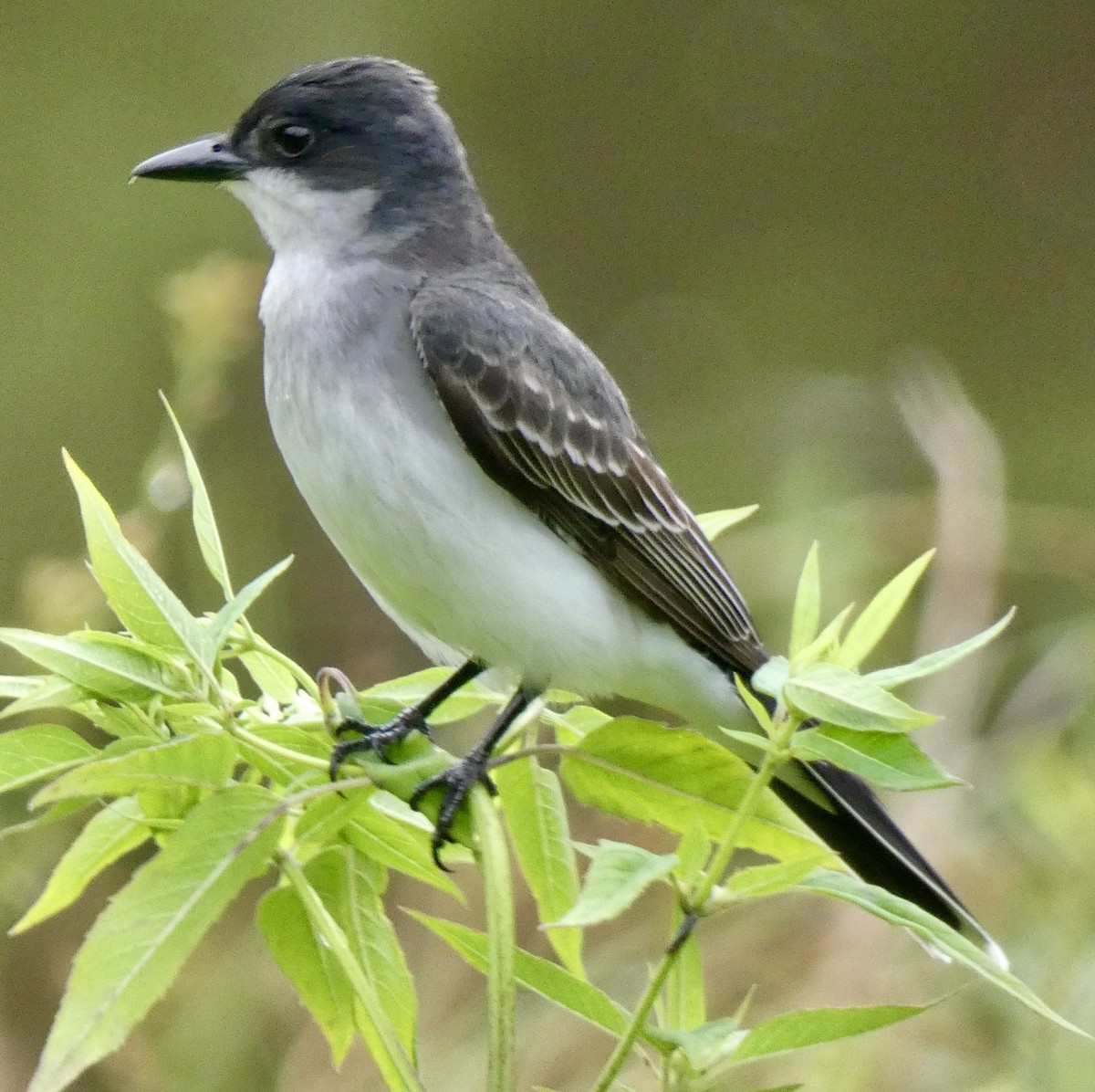 Eastern Kingbird - ML637690955
