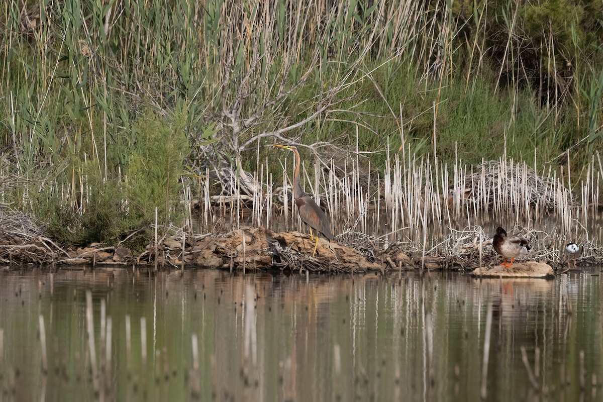 Purple Heron - ML637690956