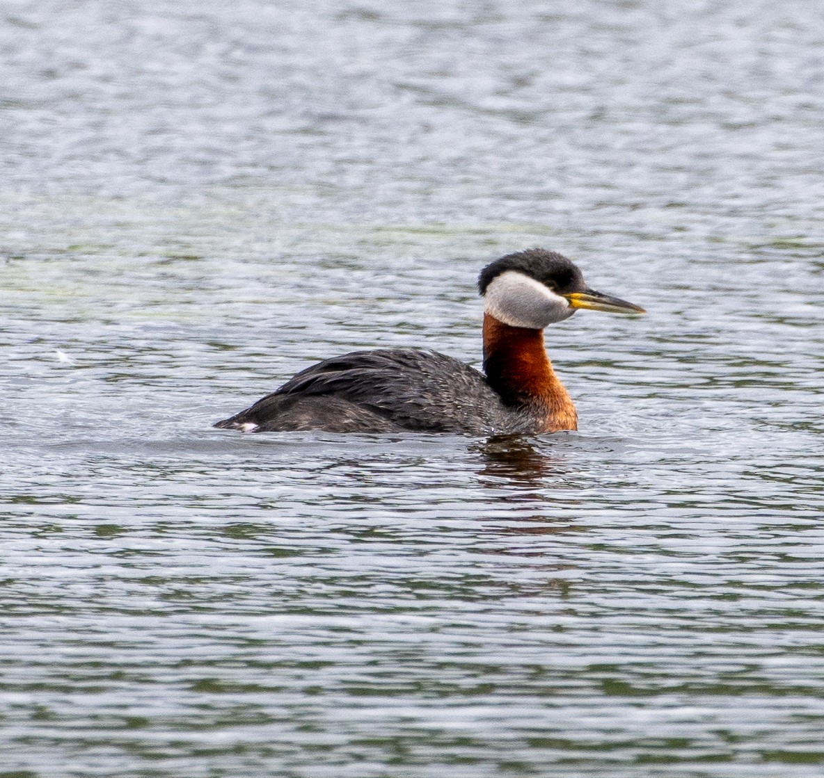 Red-necked Grebe - ML637690964
