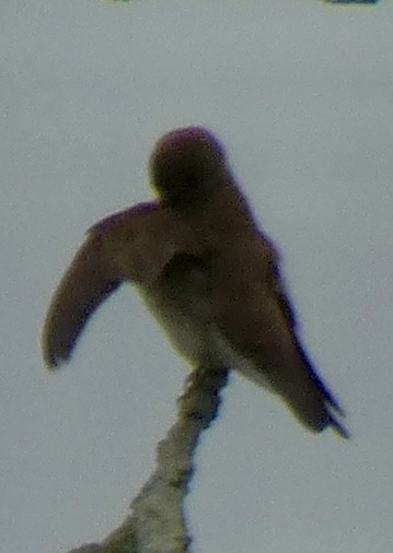 Northern Rough-winged Swallow - ML637690965