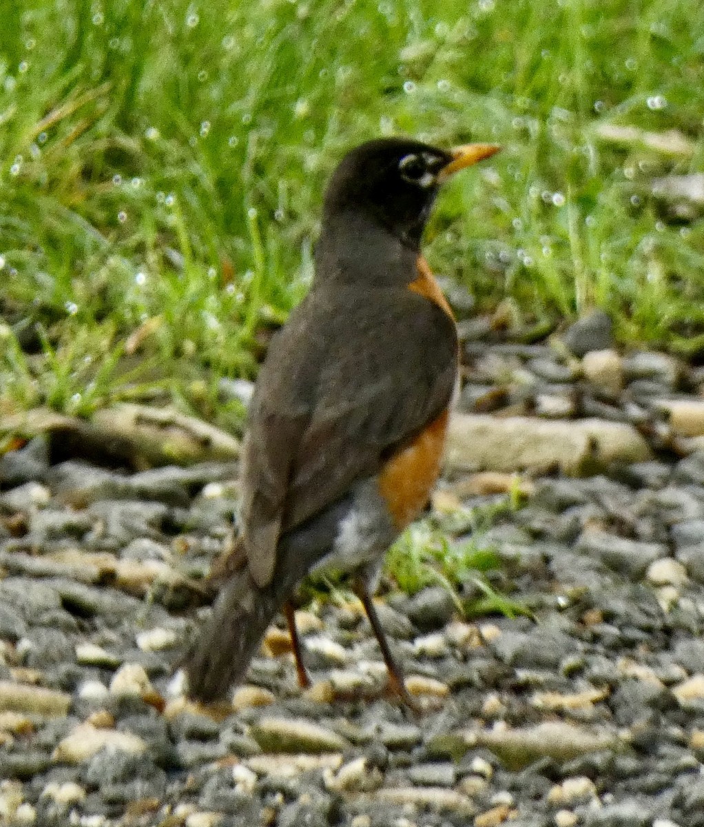 American Robin - ML637690967