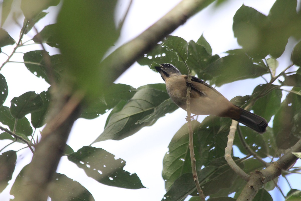 Thick-billed Saltator - ML637690972