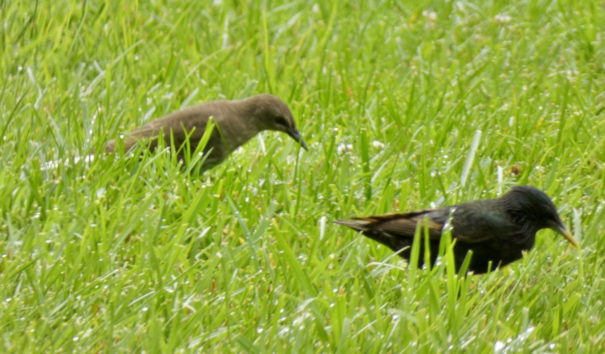 European Starling - ML637690974