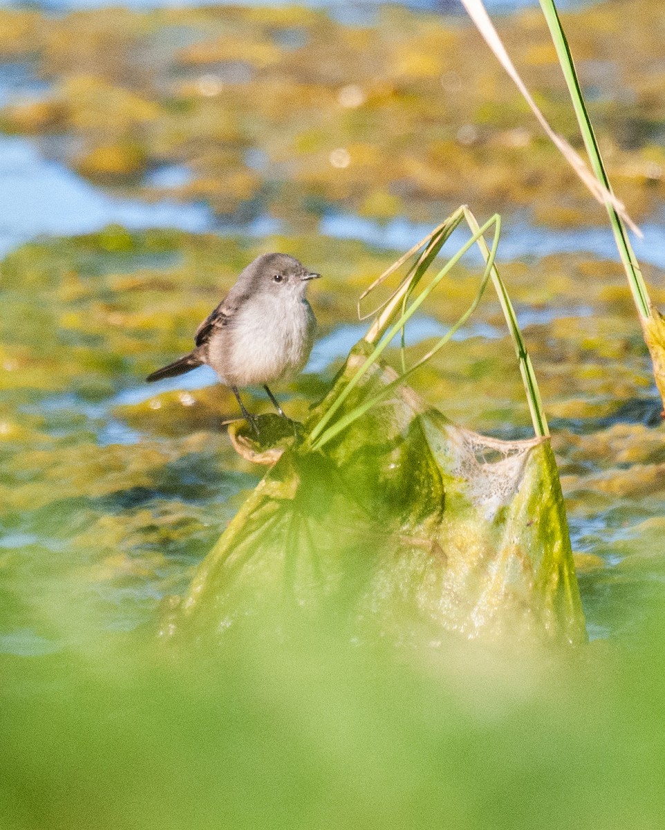 Sooty Tyrannulet - ML637690975