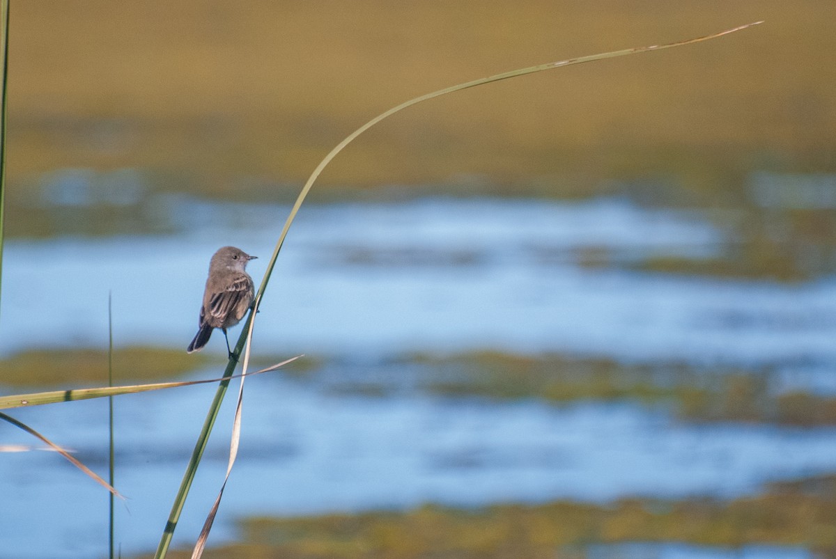 Sooty Tyrannulet - ML637690977