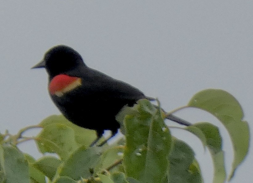 Red-winged Blackbird - ML637690978