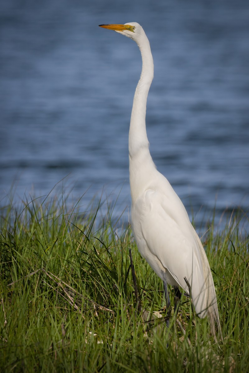 Great Egret - ML637690979