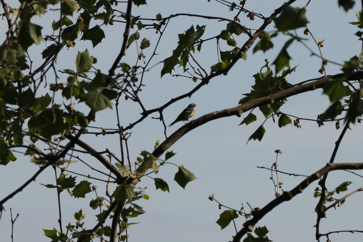 Yellow-rumped Warbler - ML637690987