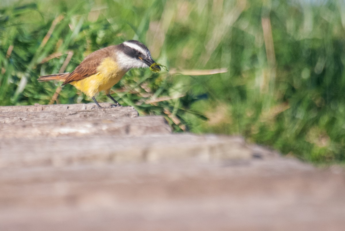 Great Kiskadee - ML637690988