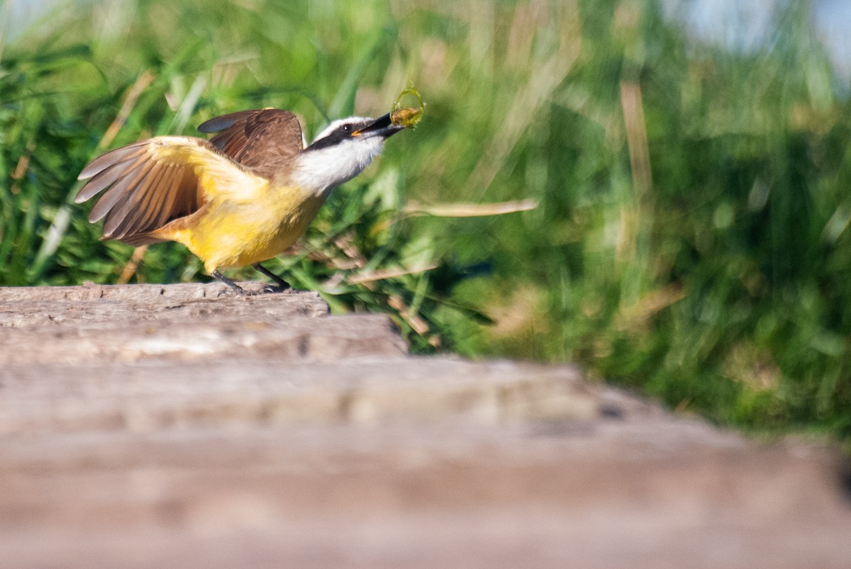 Great Kiskadee - ML637690989