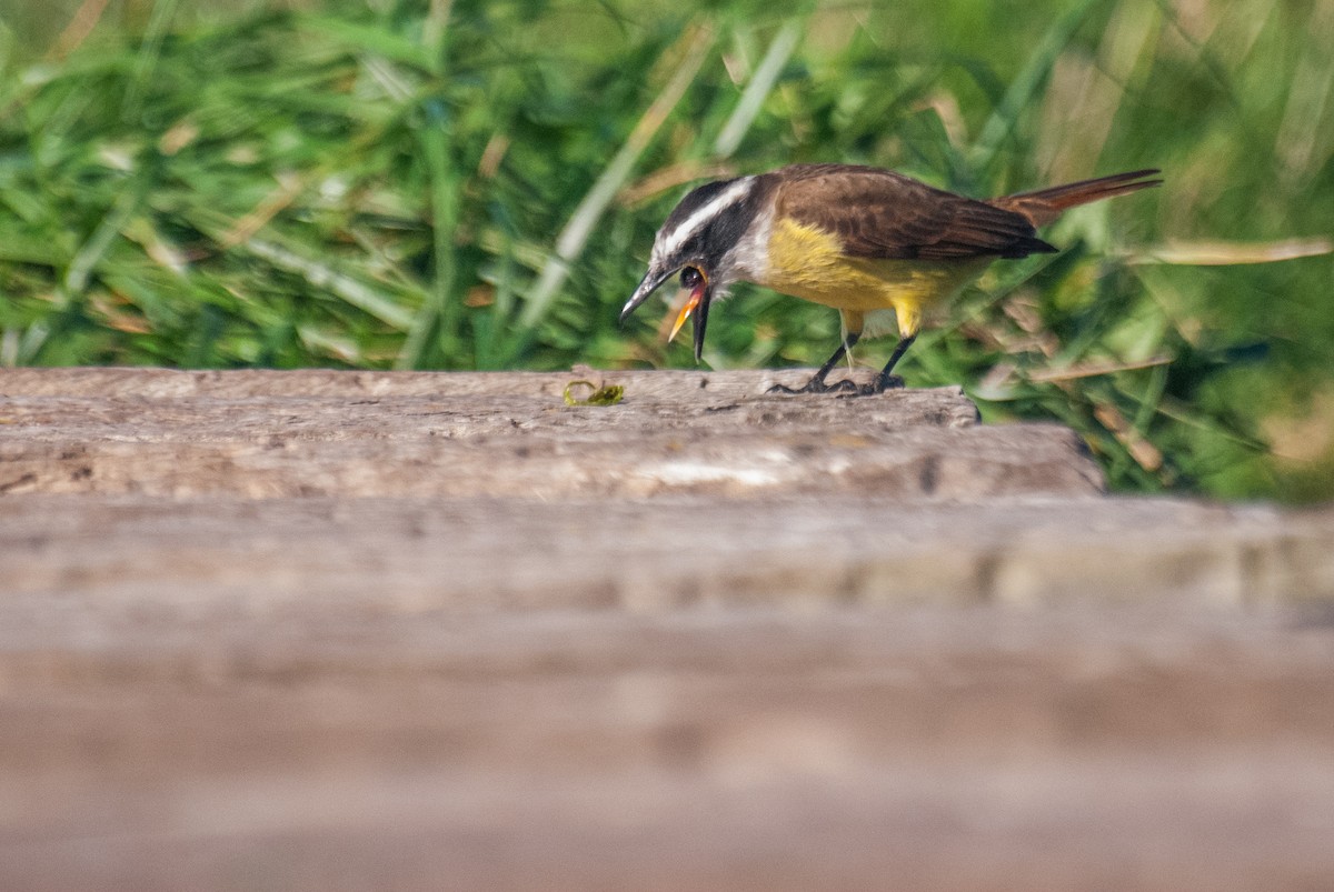 Great Kiskadee - ML637690990