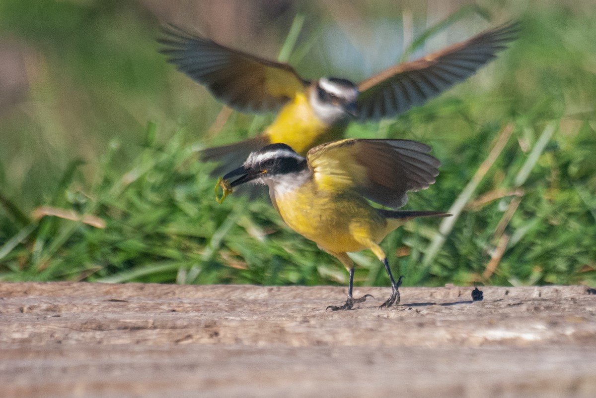 Great Kiskadee - ML637690991