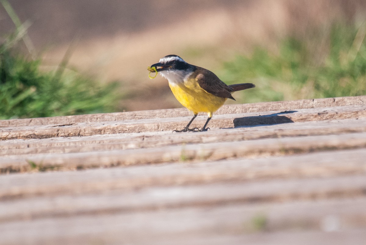 Great Kiskadee - ML637690992