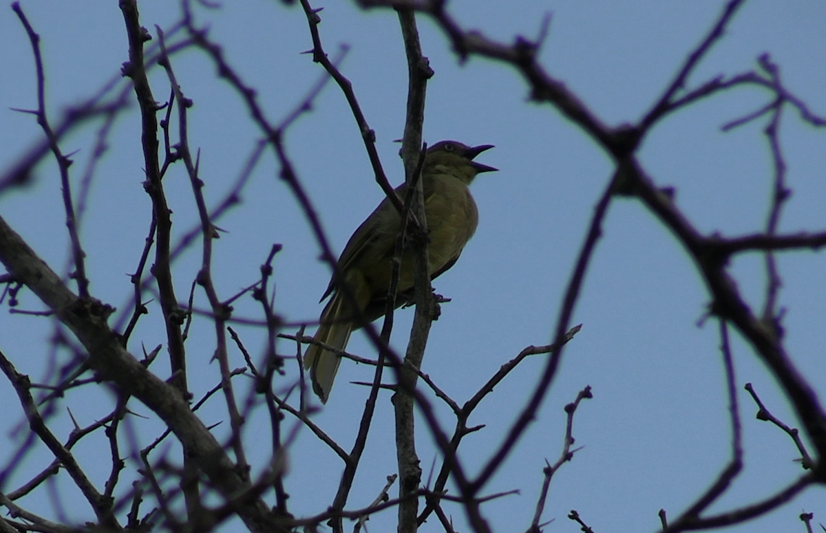 Sombre Greenbul - ML637690993