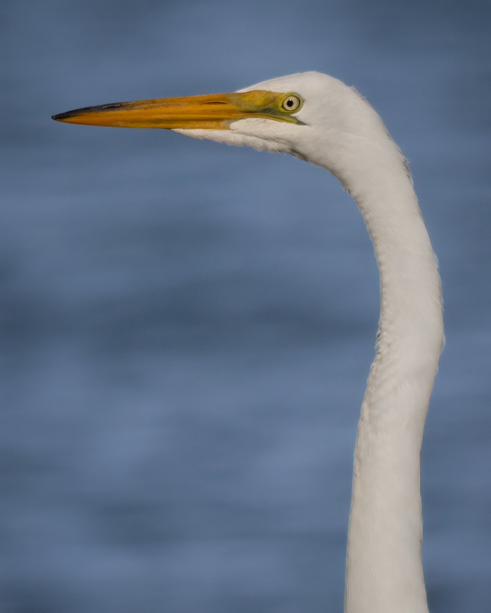 Great Egret - ML637690994