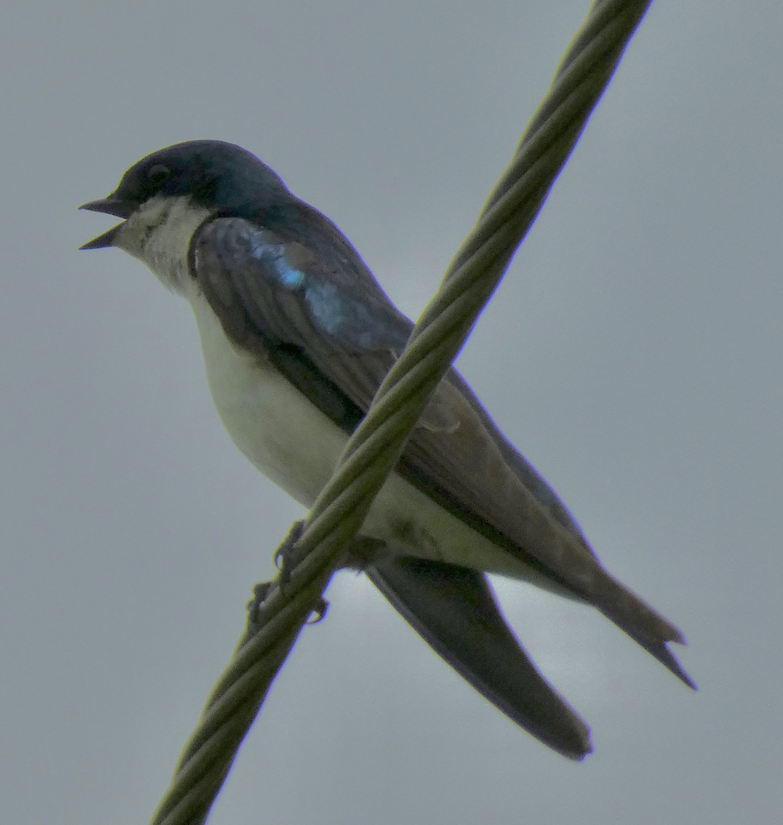 Tree Swallow - ML637690996