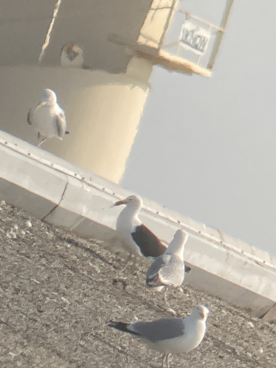 Kelp Gull - ML637690997