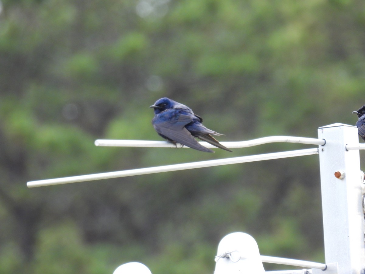 Purple Martin - ML637690998
